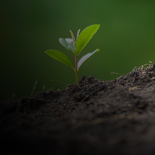 
				Young sprout emerging from the soil
			